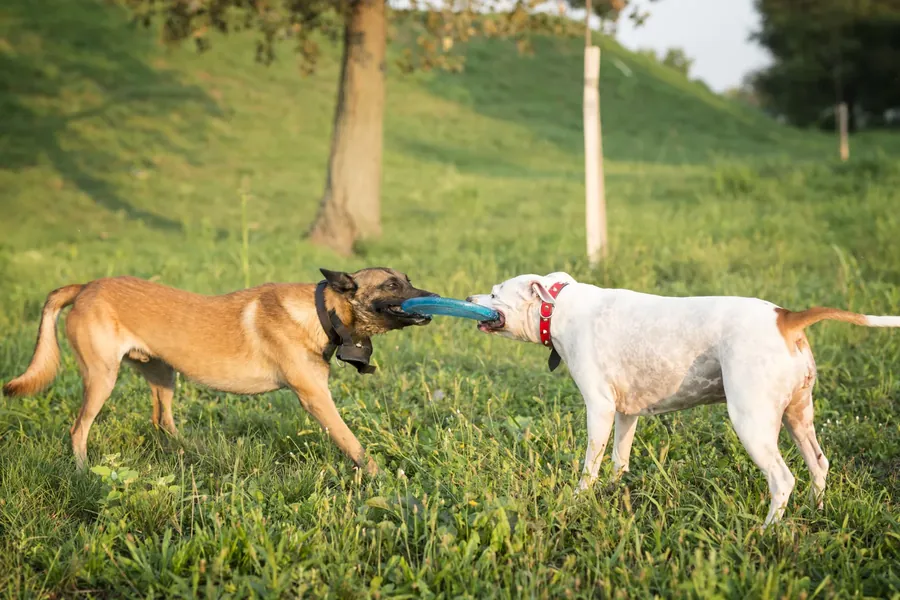 Dois cachorros brincando de cabo de guerra na grama