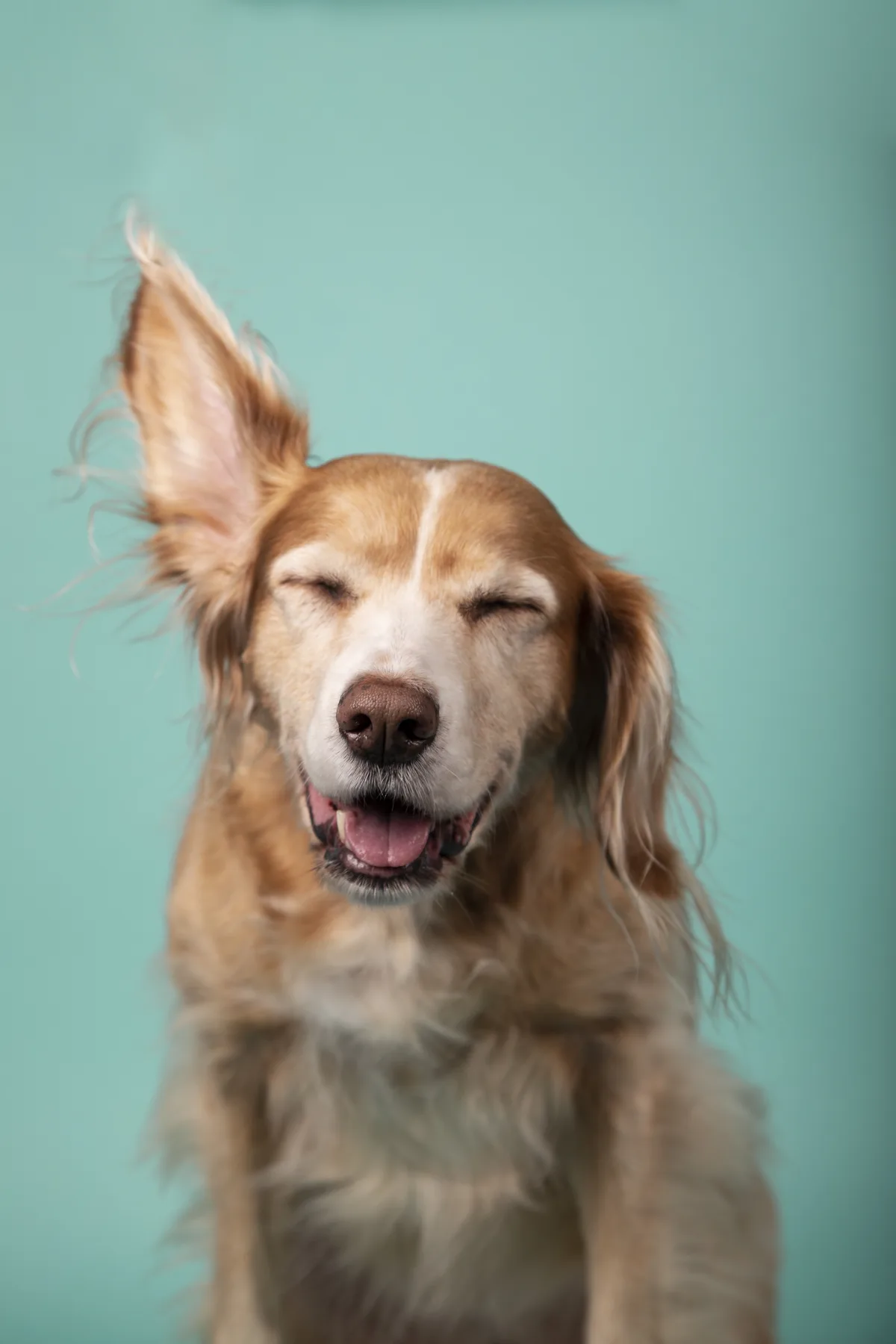 Cachorro de pelo longo de olhos fechados, com a orelha voando
