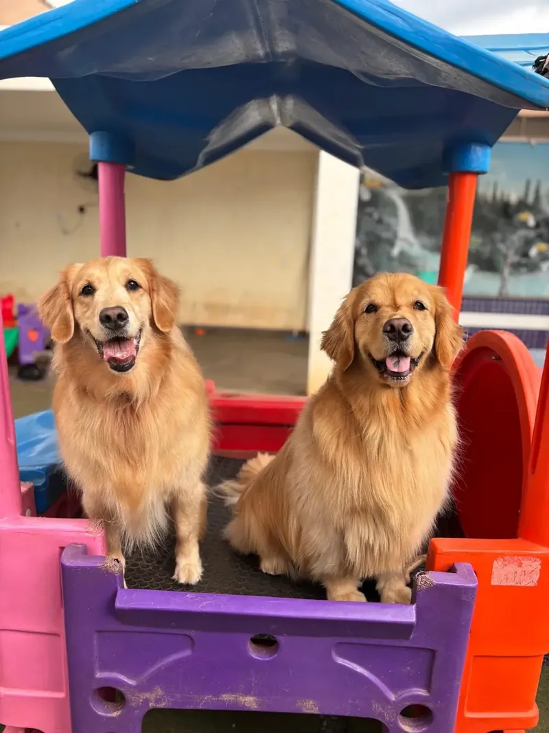 Dois goldens sentados no brinquedo da creche