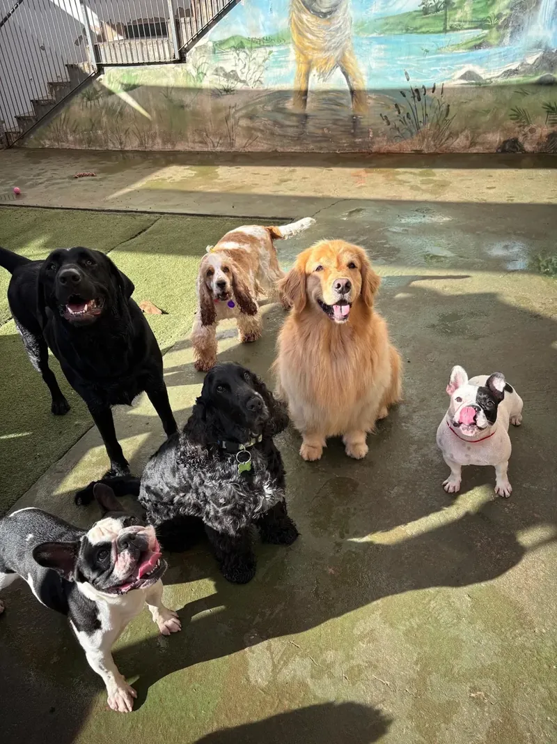 Turma de cachorros reunida na área externa